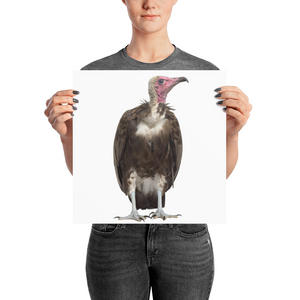 Vulture Photo paper poster