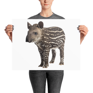 Tapir Photo paper poster