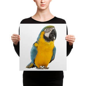 Macaw Canvas