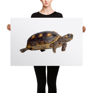 Tortoise Canvas