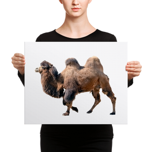 Bactrian-Camel Canvas