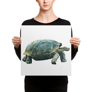 Galapagos-Giant-Turtle Canvas