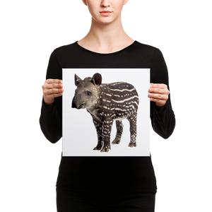 Tapir Canvas