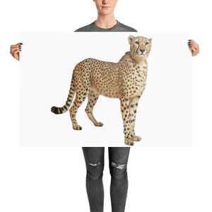 Cheetah Photo paper poster