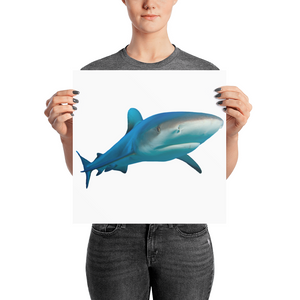 Great-White-Shark Photo paper poster