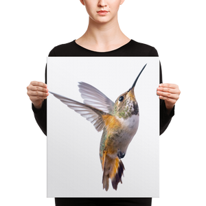 Hummingbird Canvas