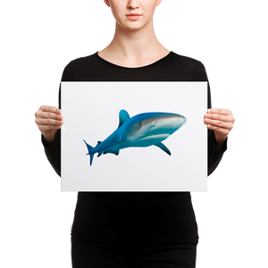 Great-White-Shark Canvas