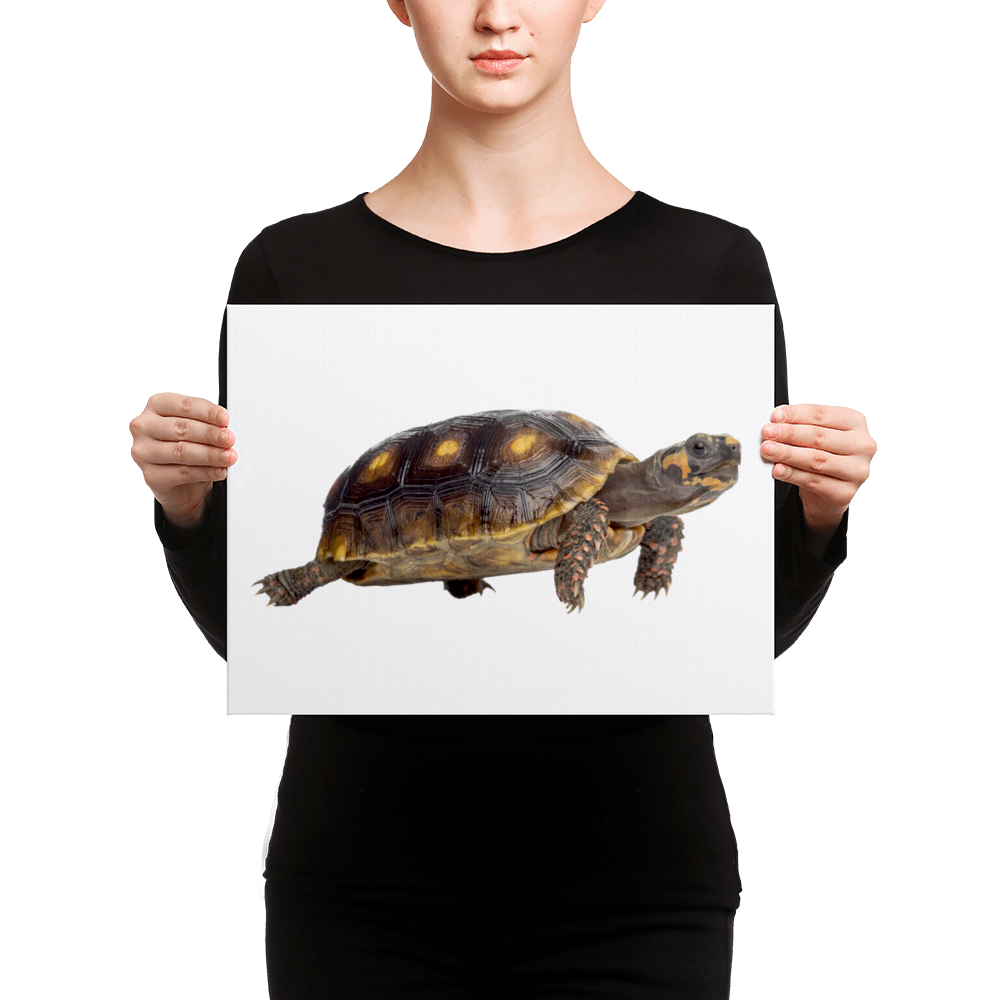 Tortoise Canvas