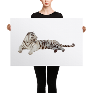 White-Tiger Canvas