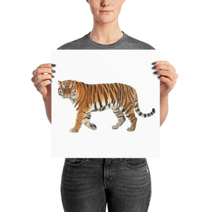 Siberian-Tiger Photo paper poster