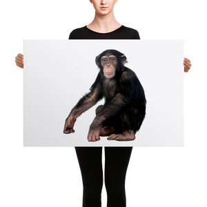 Chimpanzee Canvas