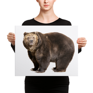 Brown-Bear Canvas