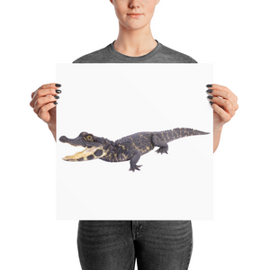 Dwarf-Crocodile Photo paper poster