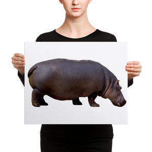 Hippopotamus Canvas
