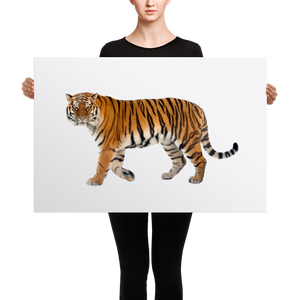 Siberian-Tiger Canvas