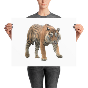 Bengal-Tiger Photo paper poster