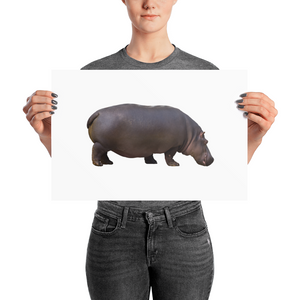 Hippopotamus Photo paper poster