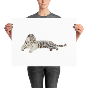 White-Tiger Photo paper poster