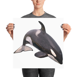 Killer-Whale Photo paper poster