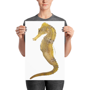Seahorse Photo paper poster