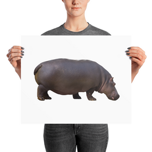 Hippopotamus Photo paper poster