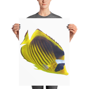 Butterfly-Fish Photo paper poster