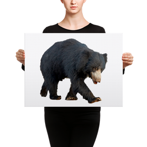 Sloth-Bear Canvas