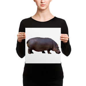 Hippopotamus Canvas