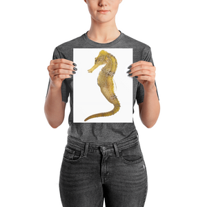 Seahorse Photo paper poster