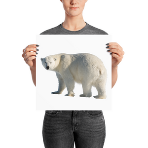 Polar-Bear Photo paper poster