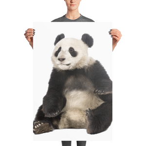 Giant-Panda Photo paper poster