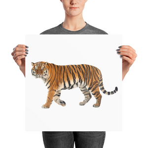 Siberian-Tiger Photo paper poster