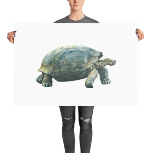 Galapagos-Giant-Turtle Photo paper poster