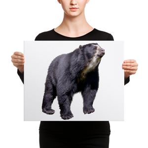 Specticaled-Bear Canvas