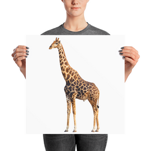 Giraffe Photo paper poster