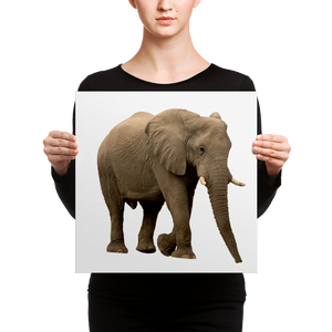African-Forrest-Elephant Canvas