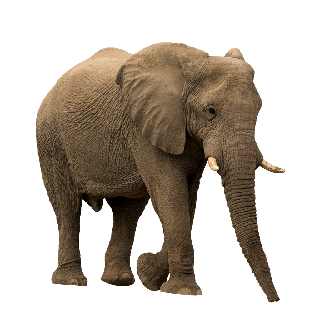 African Forrest Elephant