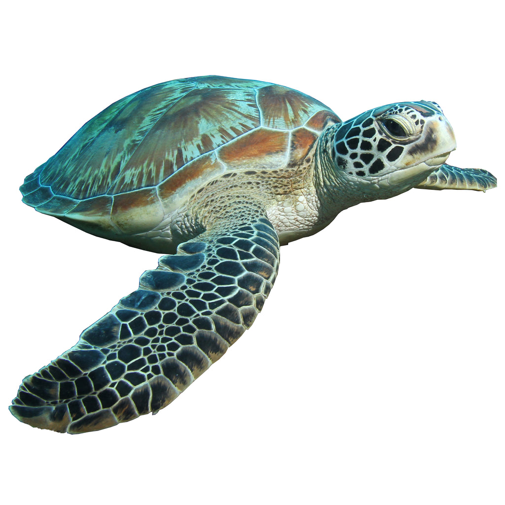 Sea-Turtle