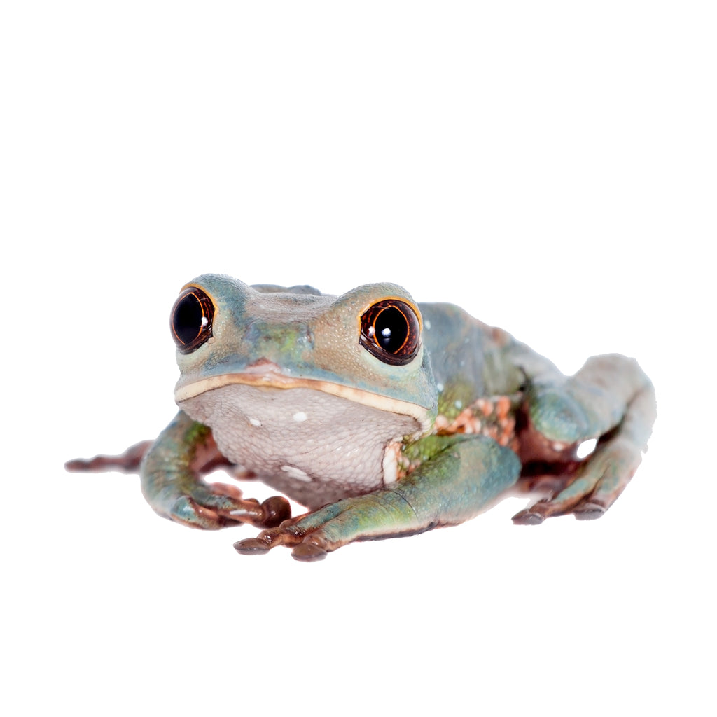 Tarsier Frog