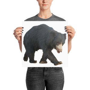 Sloth-Bear Photo paper poster