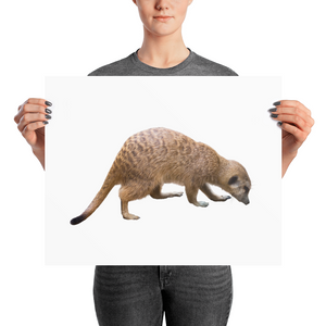 Mongoose Print Photo paper poster