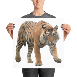 Bengal-Tiger Photo paper poster