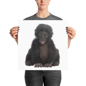 Bonobo Photo paper poster