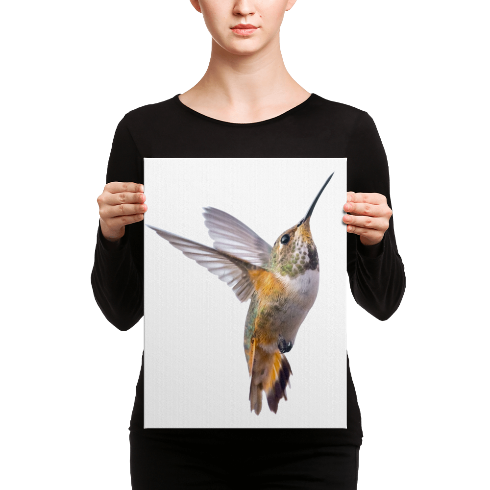 Hummingbird Canvas