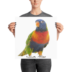 Parrot Photo paper poster