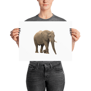 African-Forrest-Elephant Photo paper poster