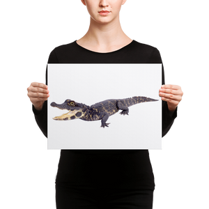 Dwarf-Crocodile Canvas