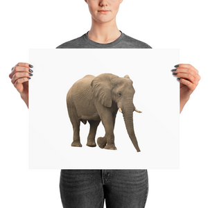 African-Forrest-Elephant Photo paper poster