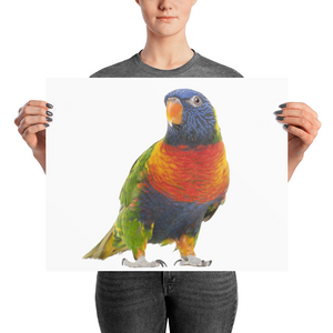 Parrot Photo paper poster