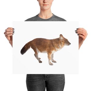 Dhole Photo paper poster